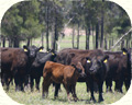 肥沃な大地で育つ肉牛（オーストラリア）